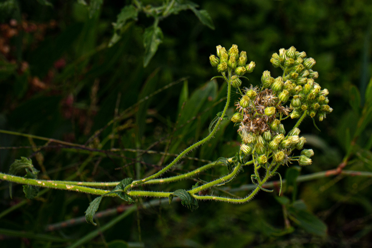 Eschenbachia gouanii