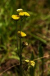 Conyza limosa