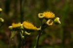 Conyza limosa