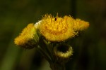 Conyza limosa