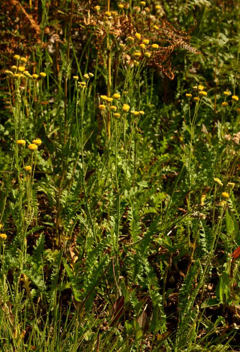 Nidorella pinnata