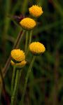 Nidorella pinnata
