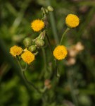 Nidorella pinnata