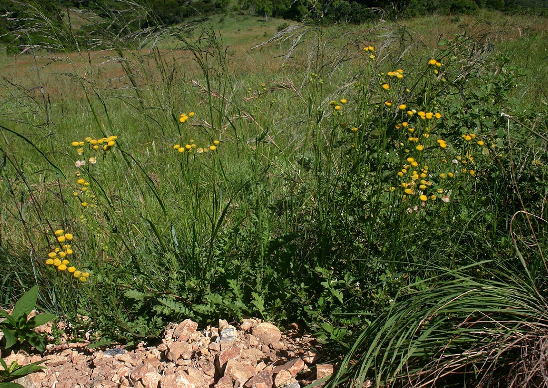 Nidorella pinnata