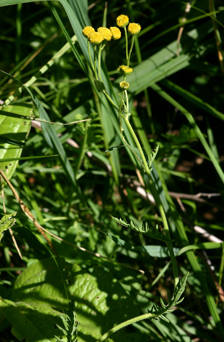 Nidorella pinnata