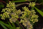 Eschenbachia stricta