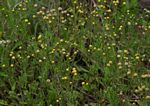 Eschenbachia ulmifolia