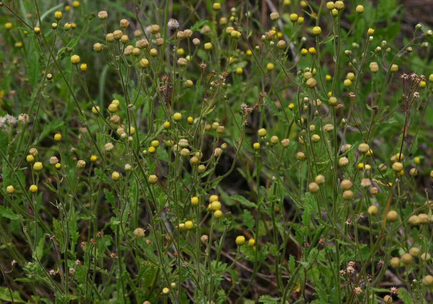 Eschenbachia ulmifolia