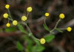 Eschenbachia ulmifolia