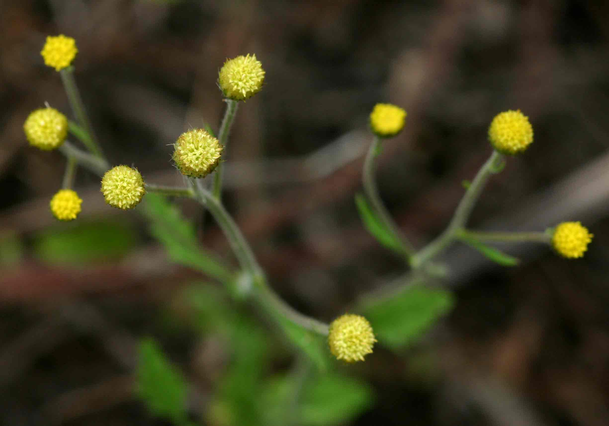 Eschenbachia ulmifolia