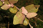 Brachylaena discolor var. rotundata