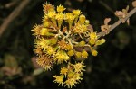 Brachylaena discolor var. rotundata