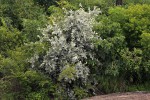 Brachylaena discolor var. rotundata