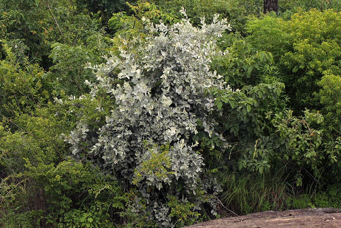 Brachylaena discolor var. rotundata