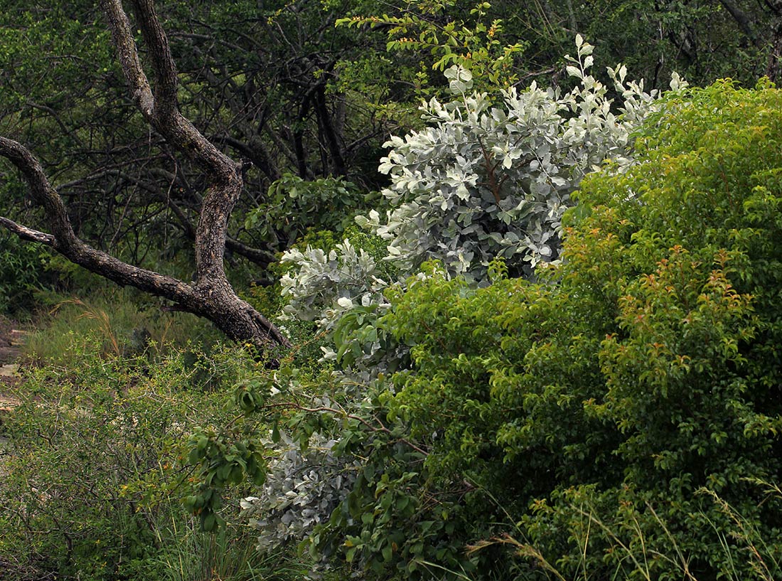 Brachylaena discolor var. rotundata