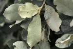 Brachylaena discolor var. rotundata