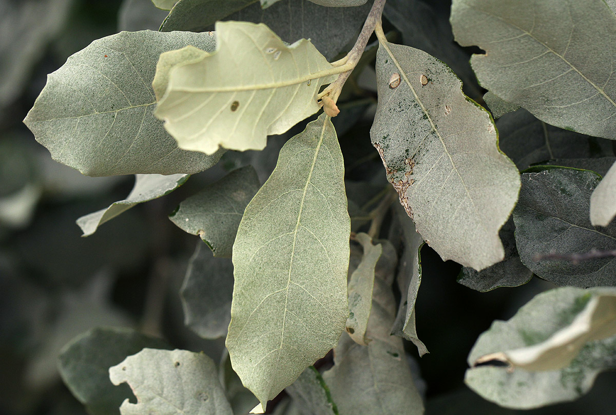 Brachylaena discolor var. rotundata