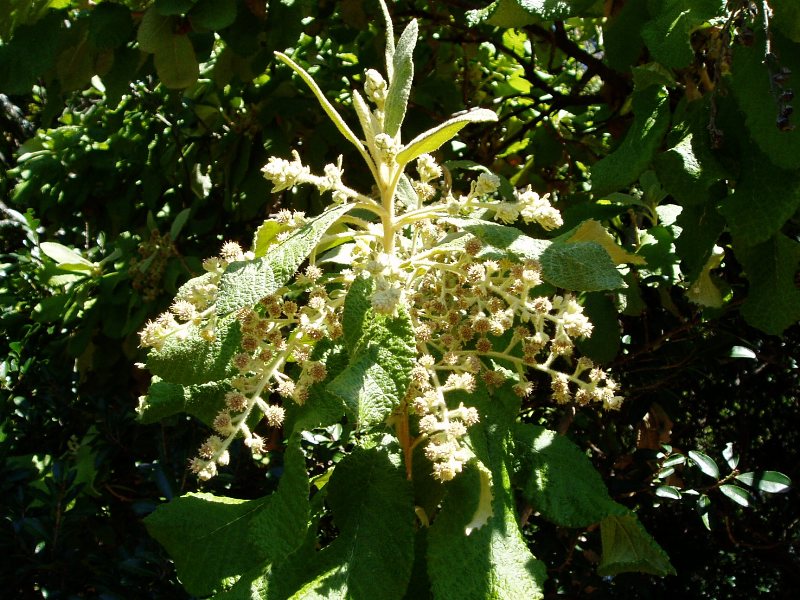 Tarchonanthus trilobus var. galpinii