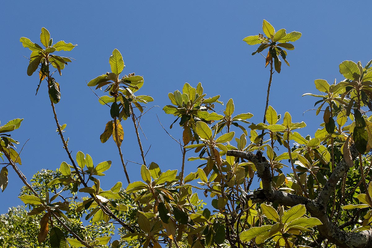 Tarchonanthus trilobus var. galpinii