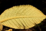 Tarchonanthus trilobus var. galpinii