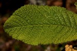 Tarchonanthus trilobus var. galpinii