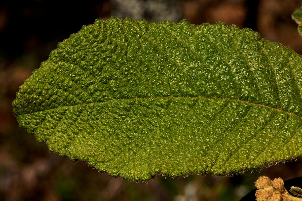 Tarchonanthus trilobus var. galpinii