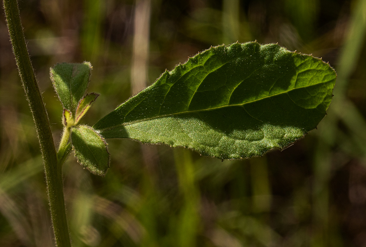 Blumea axillaris