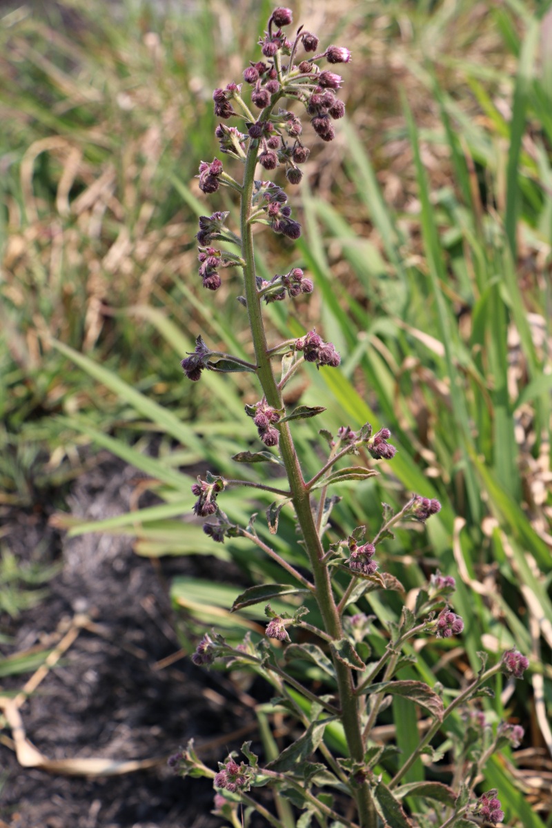 Blumea axillaris