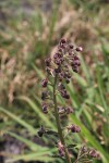 Blumea axillaris