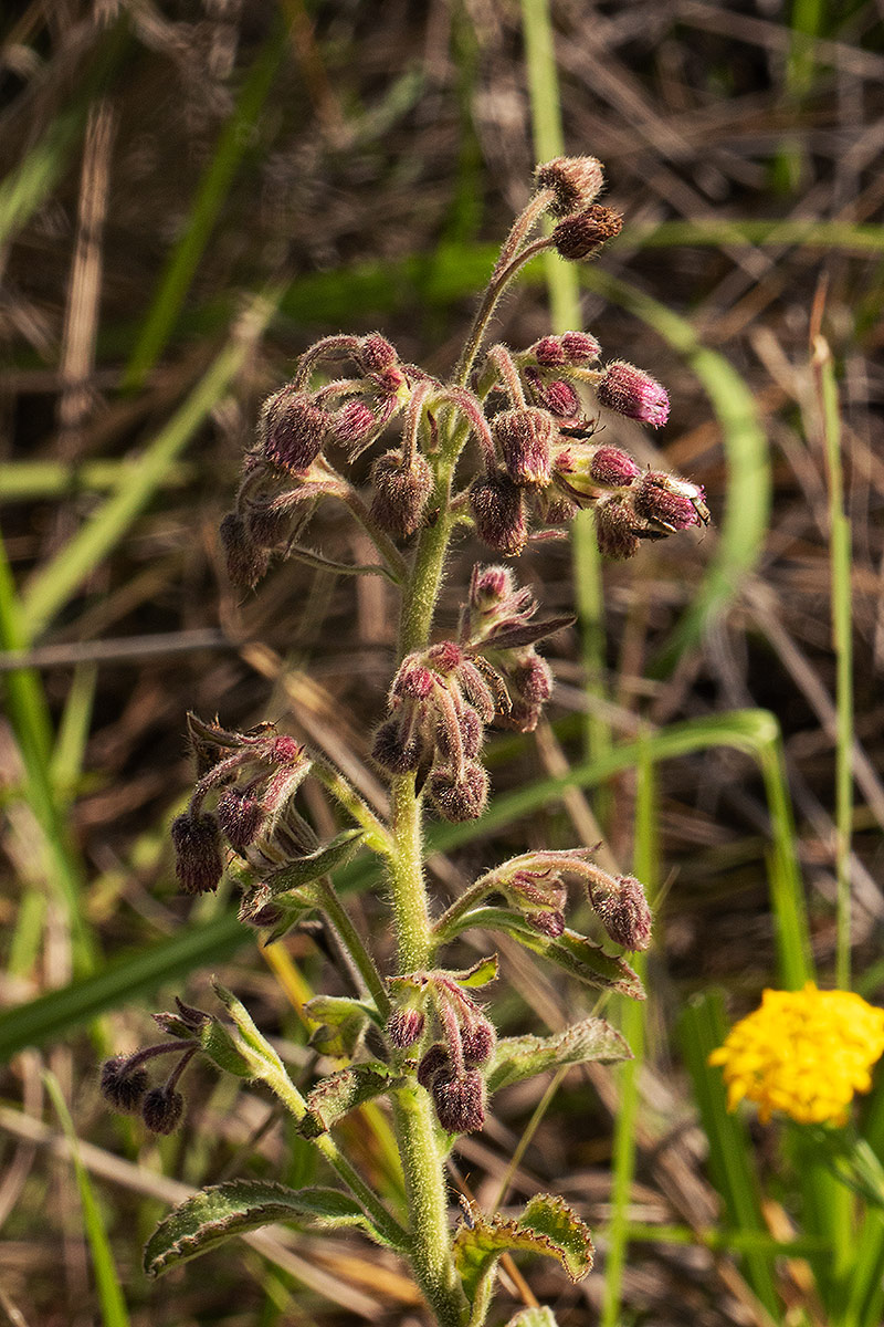 Blumea axillaris