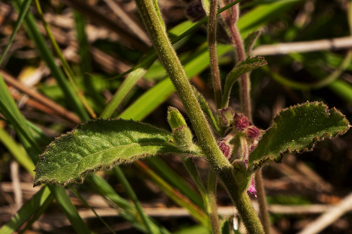 Blumea axillaris