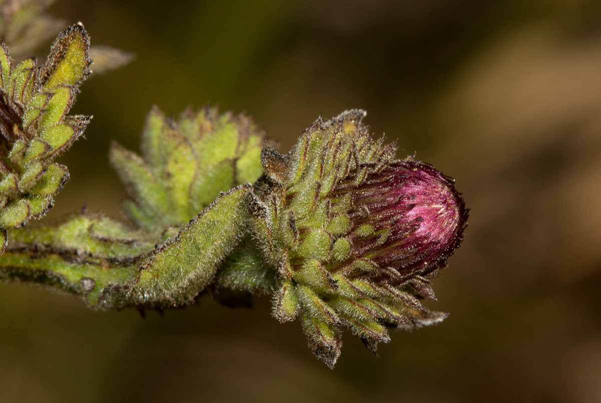 Laggera crispata