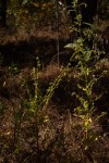 Laggera crispata