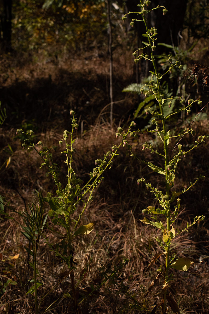 Laggera crispata