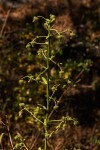 Laggera crispata
