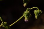Laggera crispata