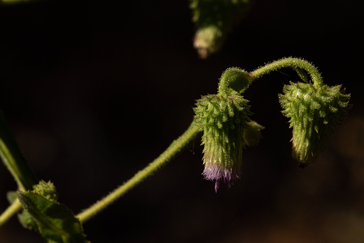 Laggera crispata