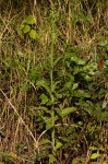 Laggera crispata