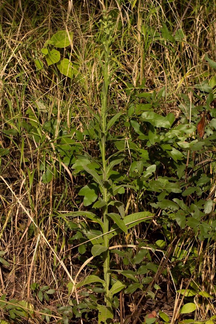 Laggera crispata