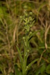 Laggera crispata