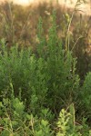 Pseudoconyza viscosa
