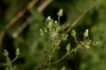 Pseudoconyza viscosa