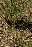 Litogyne gariepina