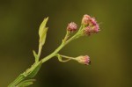 Litogyne gariepina