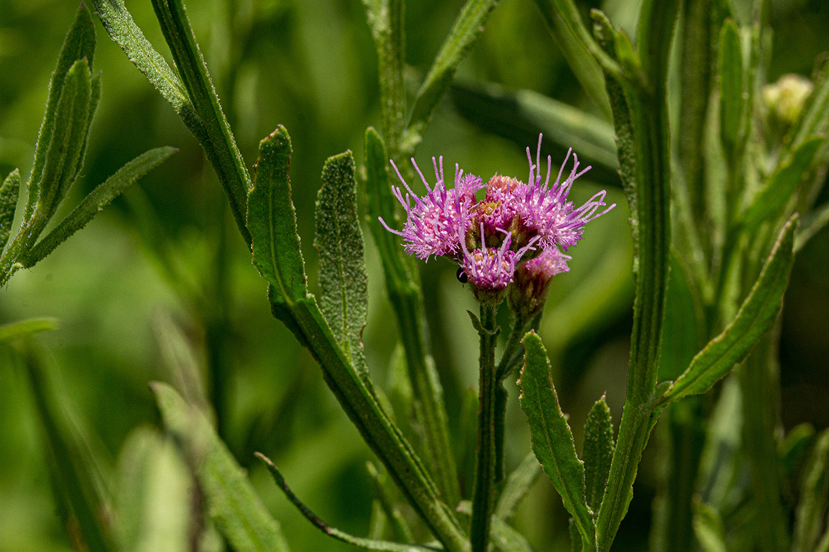 Litogyne gariepina