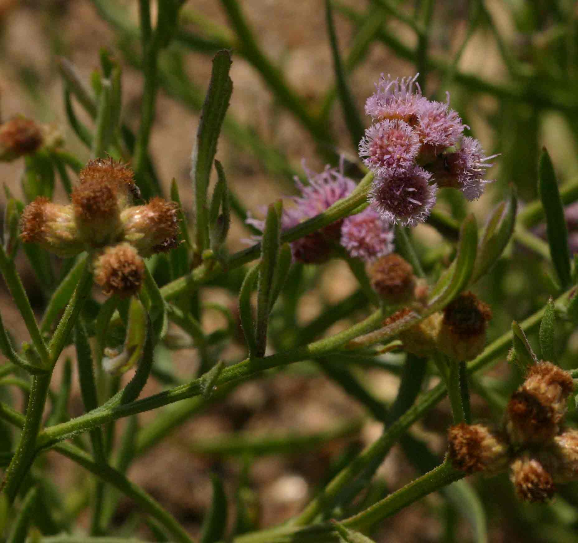 Litogyne gariepina
