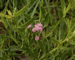 Litogyne gariepina