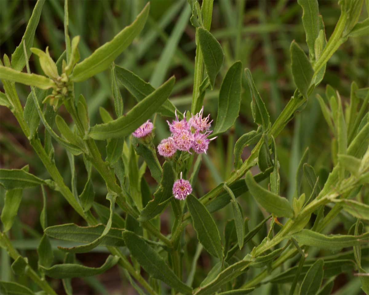Litogyne gariepina