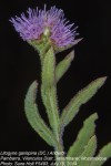Litogyne gariepina