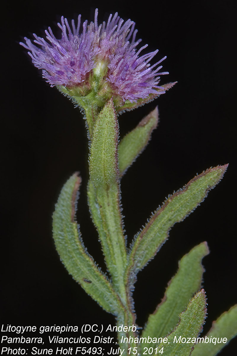 Litogyne gariepina